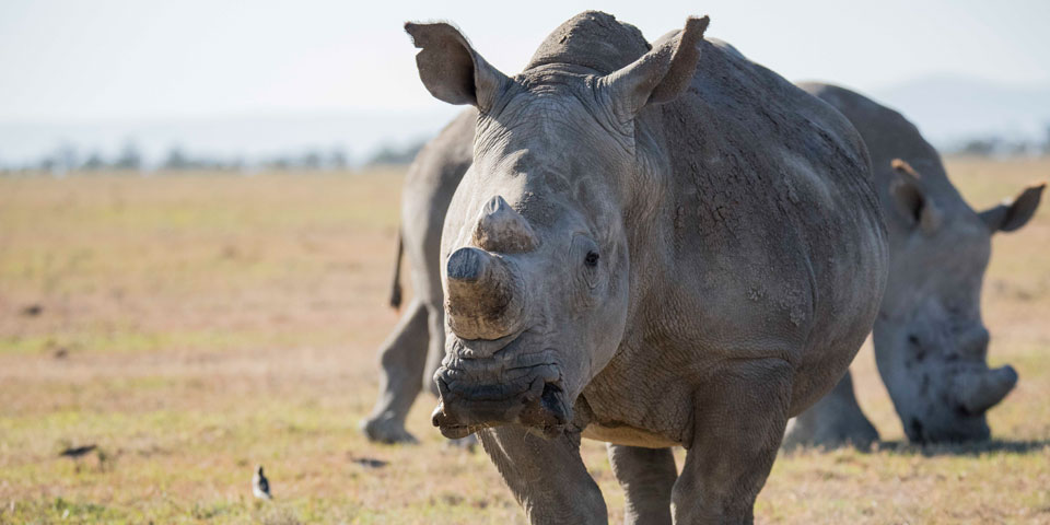 southern-white-rhinos.jpg